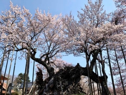 神代桜